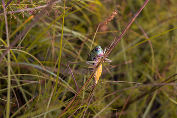 dragonfly on a grass