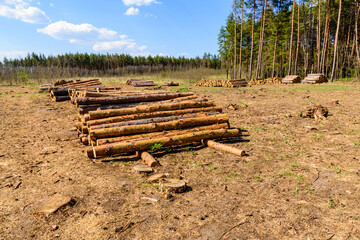 Fototapeta na wymiar Stacked tree logs of pine wood in the forest. Forest felling. Timber storage