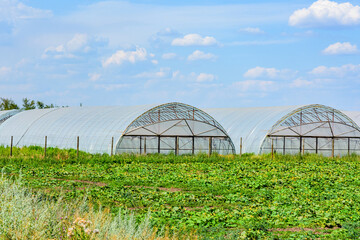 Naklejka premium Greenhouses made with metal frame and polyethylene film at field of the marrow plants