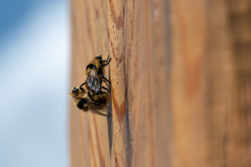 Fortpflanzung der Biene 