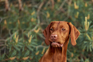 The  dog breed is on a walk in the summer in nature. The dog plays with its master