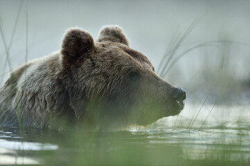 Fototapeta premium Brown bear in the water early in the morning