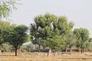 Landscape photo of a field or forest showing large trees and small grass and open sky