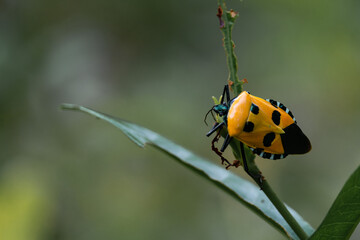 Yellow Man-faced Stink Bug, Catacanthus incarnatus - Goa, India