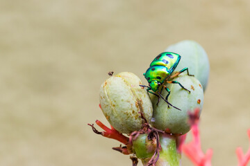 Chrysocoris stollii. Indian Green jewel bug. Green beetle