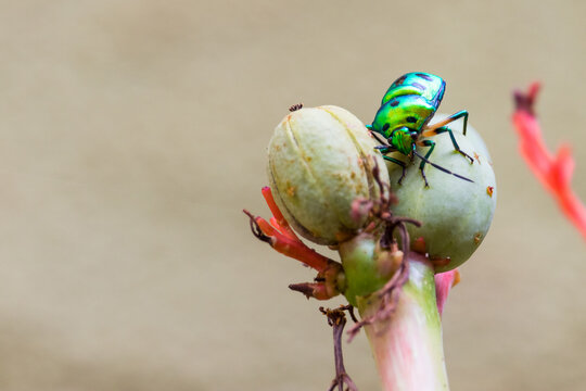 Chrysocoris stollii. Indian Green jewel bug. Green beetle
