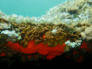 Chicken liver sponge or Caribbean Chicken-liver sponge (Chondrilla nucula) and Red encrusting sponge or orange-red encrusting sponge (Crambe crambe) undersea, Aegean Sea, Greece, Halkidiki
