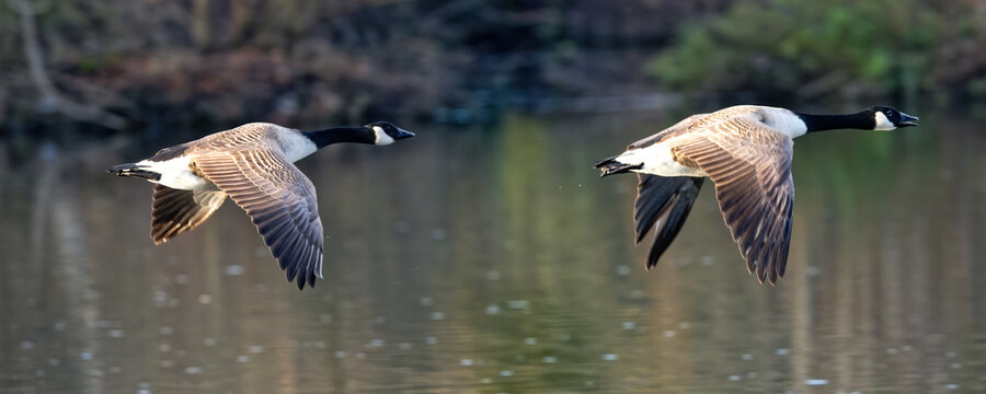 bernache du canada en vole 