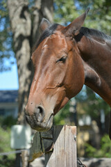 Fototapeta premium portrait of a brown horse, from neck to ears