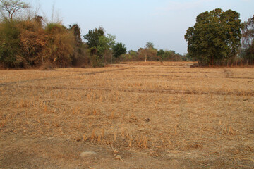 dried rice fields at khone island in laos 