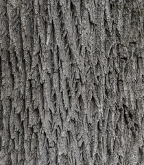 Tree bark texture . Texture for background