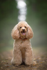 poodle dog in green fog forest