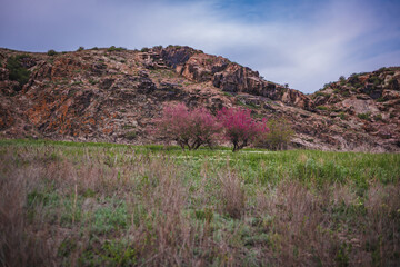purple heather in the mountains