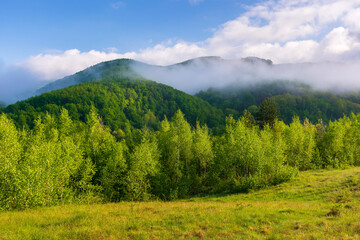 Fototapeta na wymiar nature landscape in morning light. clouds on the blue sky above the mountains. outdoor scenery with fog above the forest. green grass on the countryside meadow in summer