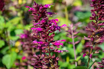 Ziersalbei - Bienenpflanze © Tanya