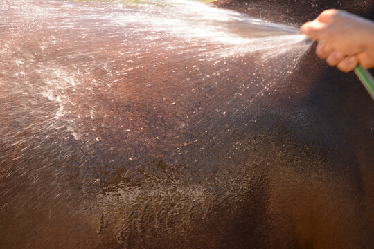 mangera wetting a brown horse after exercising