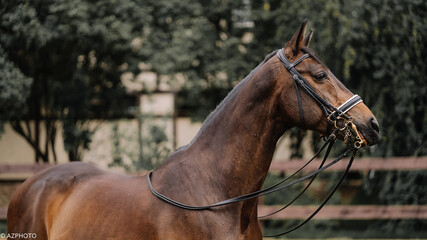 Fototapeta premium portrait of a horse