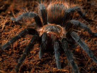 spider tarantula insect close up.