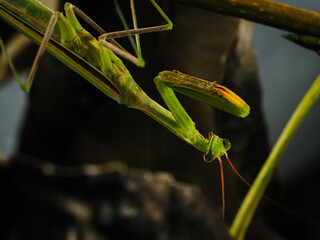 mantis. macro photo of a predatory insect close up.