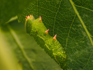 macro photo of a hawk moth caterpillar eating poplar leaves close-up.