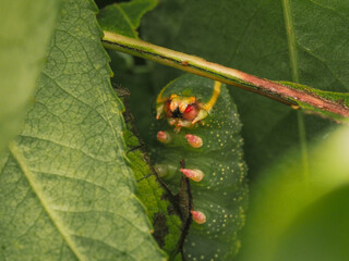 macro photo of a hawk moth caterpillar eating poplar leaves close-up.