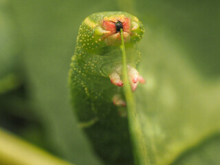 macro photo of a hawk moth caterpillar eating poplar leaves close-up.