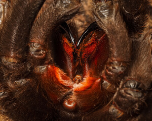 macro photo of the tarantula spider chelicerae. fangs with insect venom close-up.