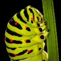 macro photo of a swallowtail insect caterpillar close-up.