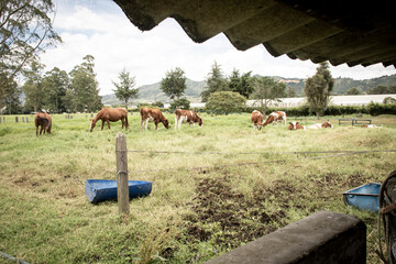 farm with cows and horses