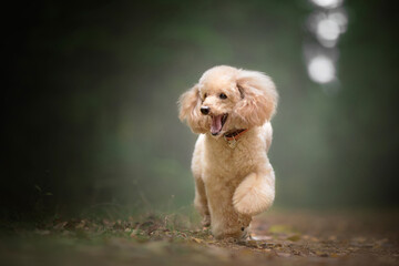poodle dog in green fog forest