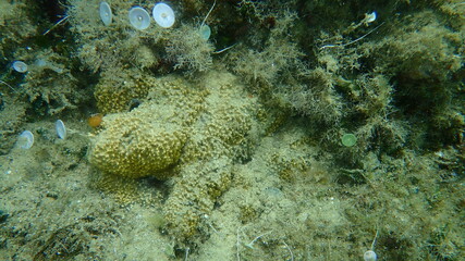Stinker sponge (Sarcotragus fasciculatus) undersea, Aegean Sea, Greece, Halkidiki