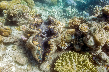Naklejka na ściany i meble Giant clam, Tridacna gigas, Lizard island, Great Barrier Reef, Australia, underwater, marine life
