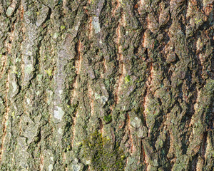 texture of tree bark on a rainy day