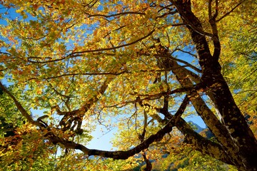 Obraz premium Autumn forest in the Pyrenees