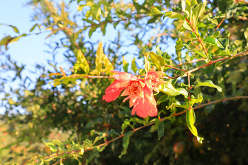 Red flower of  blooming of pomegranate