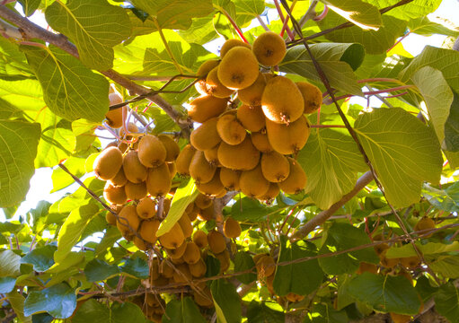 Large cluster of kiwi fruit on the tree in sunny day