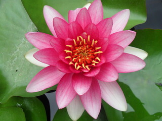 flower, lotus, water, pink, lily, nature, flora, bloom, pond, leaf, beauty, plant, blossom, water lily, summer, garden, petal, waterlily, blooming, purple, aquatic, beautiful, flowers, yellow, floral