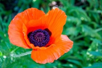 Orientalischer Mohn