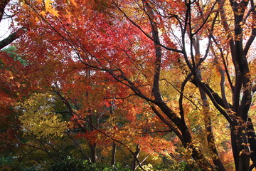 紅葉
