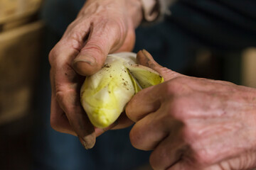 Hands cleaning belgian  chicory, preparing for sale