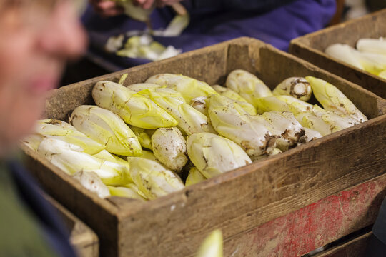 Belgian fresh harvested chicory in a crate