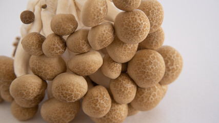 日本のしめじ”Japanese Shimeji mushroom”