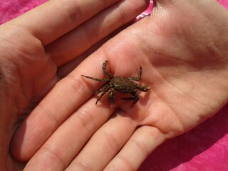 crab, insect, macro, nature, animal, hand, black, close-up, skin, beetle, spider, green, fauna, man, animals, wildlife