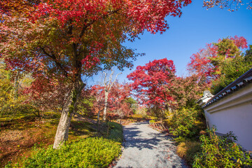 Naklejka premium 京都 天龍寺の紅葉