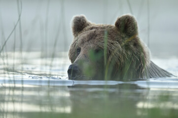 Brown bear closeup in the water
