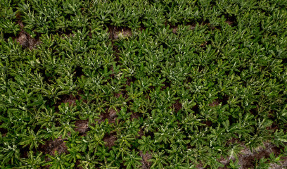 Plantation of green banana trees