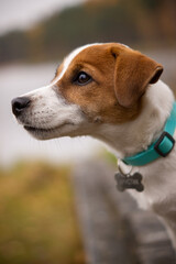 Jack russell terrier posing