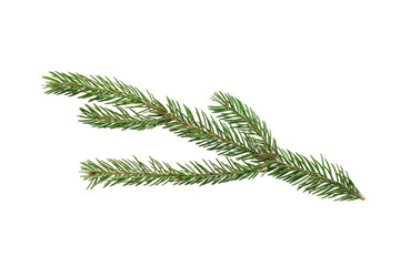 Spruce branch isolated on a white background