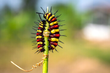red yellow caterpillar crawling on vine blur green nature background