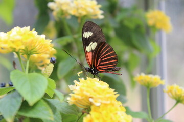 Close up of a little orange and black butterfly in a yellow flower